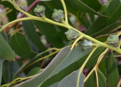 mundoeucalipto eucaliptus globulus