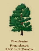 Pino Silvestre -C02